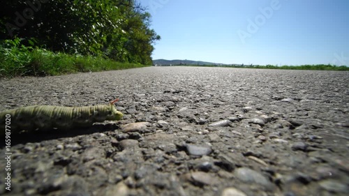 Invasion of caterpillars. Caterpillars crawl across the road into the fields.
