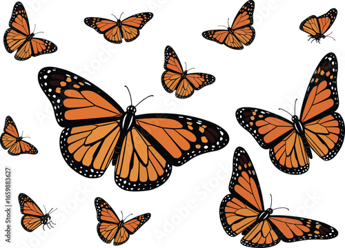 Monarch butterfly collection, flying orange butterflies vector set, insect nature illustration, black and orange wings, hand-drawn wildlife elements, beautiful butterfly clipart design.