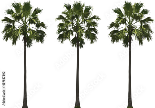 Tropical palm trees illustration, tall palm vector design, green foliage, exotic nature drawing, summer beach tree art, isolated background clipart