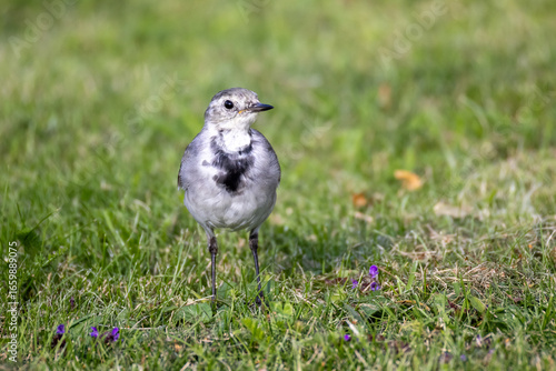 White Wagtail