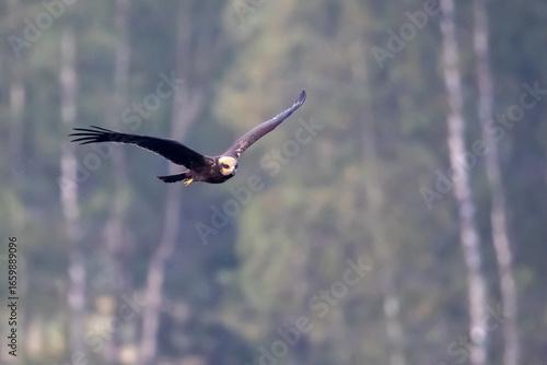 Western Marsh Harrier