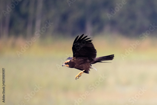 Western Marsh Harrier