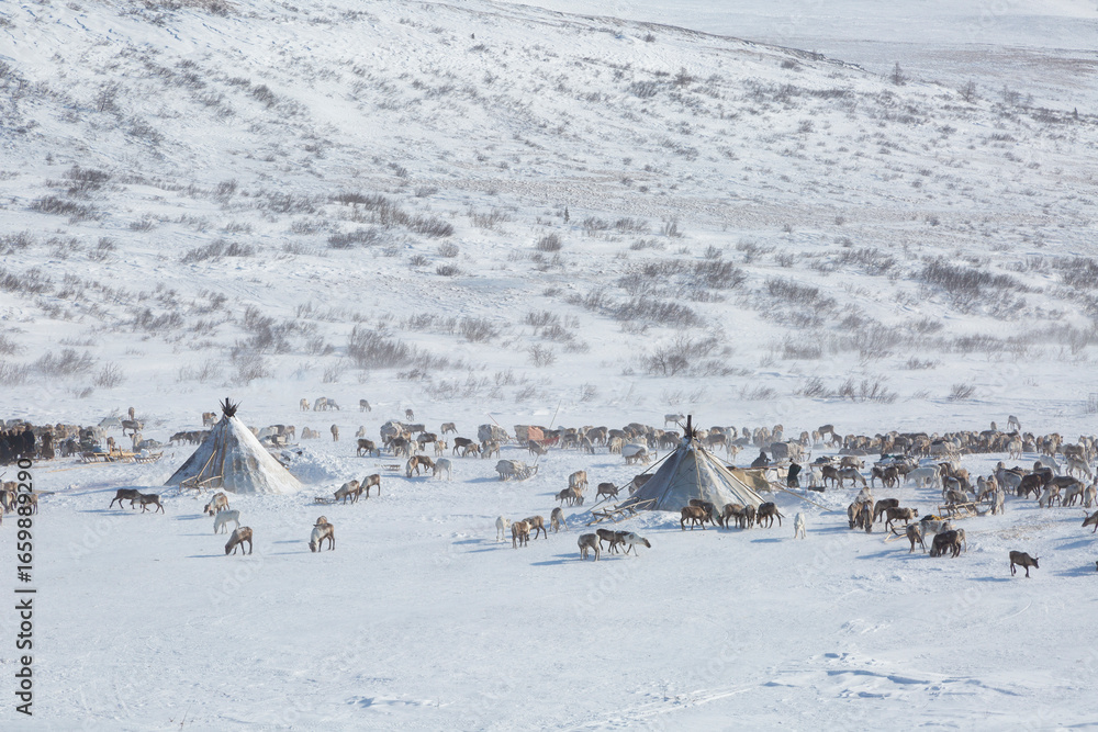 Fototapeta premium Big herd of deer near a Nenets chums on a winter day, Yamal, Russia