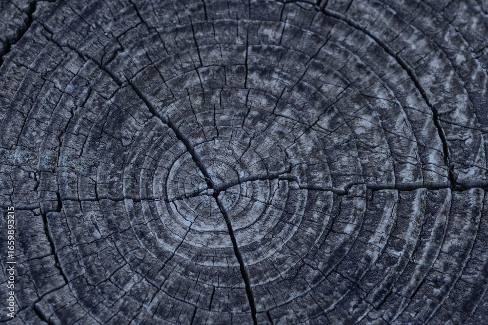 Fototapeta premium Close-up of a tree stump with detailed wood texture and growth rings indicating the age of the tree. Natural wood background for forestry, environmental or educational projects.