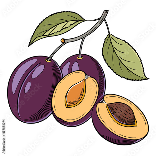 Illustration of fresh plums on a branch