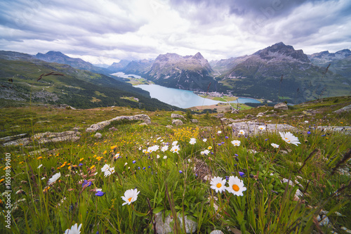 Flowery meadow in alpine landscape