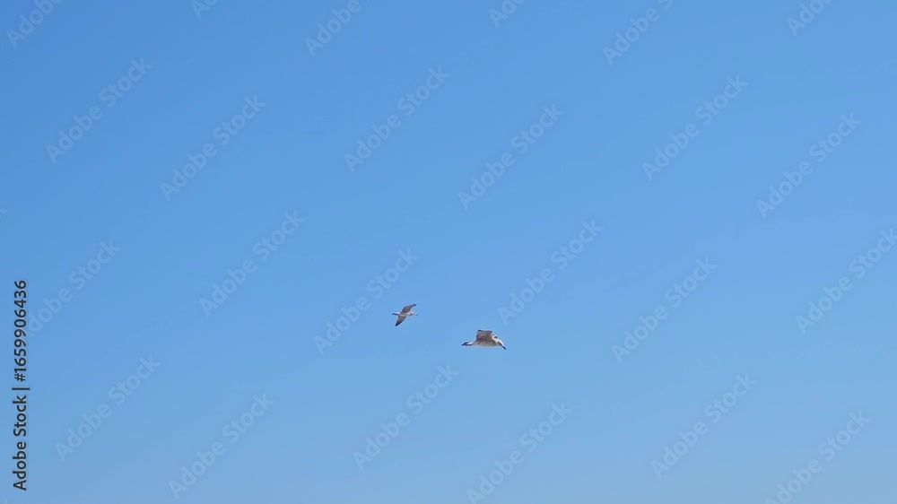 Image of seagull is flying, Seagull background. Image of seagull is flying, Seagull background.