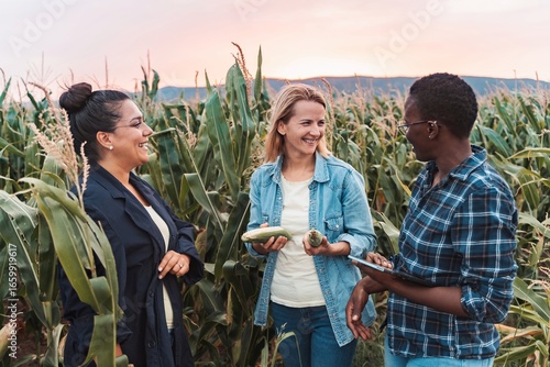Farmers examining corn crops in field during harvest season