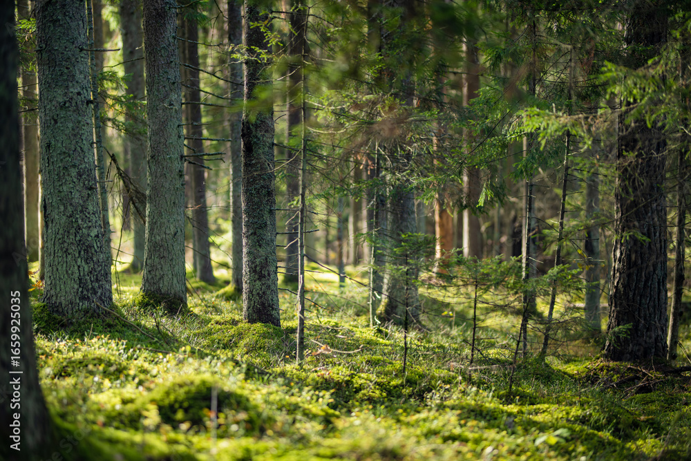 Fototapeta premium Serene Lithuanian forest with tall pines, moss-covered ground, and lush greenery creating a peaceful, untouched atmosphere.