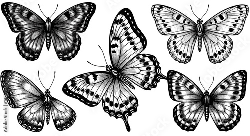 Intricate black and white butterfly collection featuring detailed ornate patterns