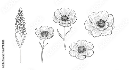 Elegant botanical line art: floral sketches of poppies and lavenders