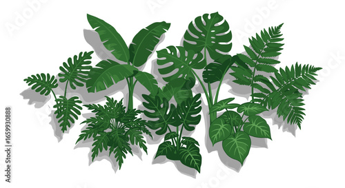 Tropical greenery collection with fern and monstera leaves on white background