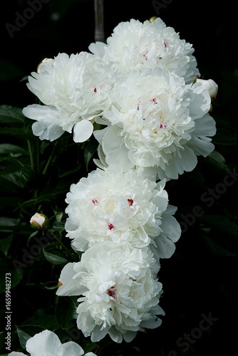 The Opulent Silence of Giant White Peonies, Petals Cascading in Endless Grace