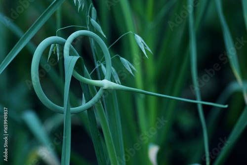Graceful Coils of Garlic Scapes Unfurling Like Written Lines of Wind