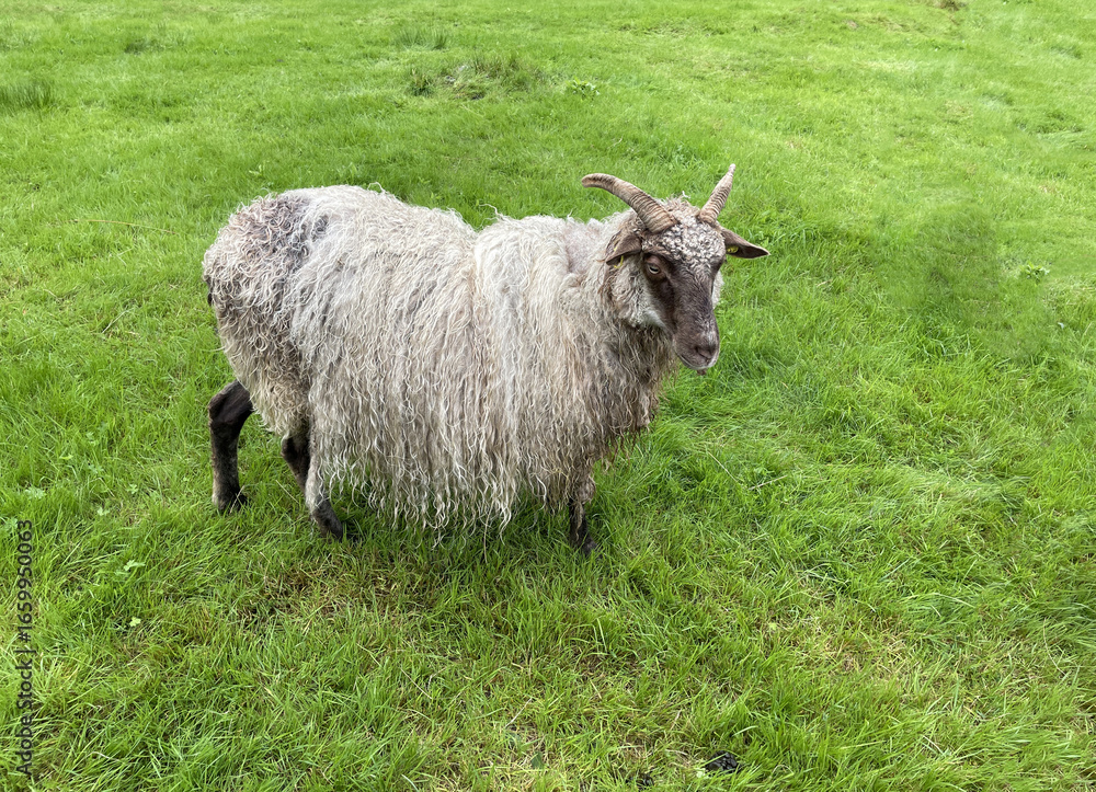 Obraz premium Sheep in a green grassy meadow in a valley in the countryside of Norway, August, 2025