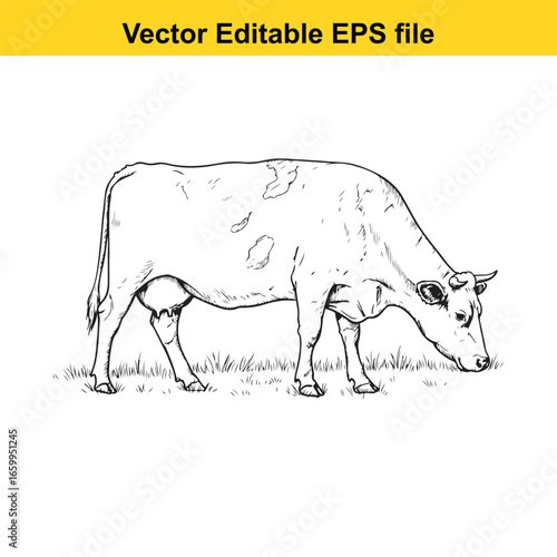 Cow grazing in grass, vector illustration