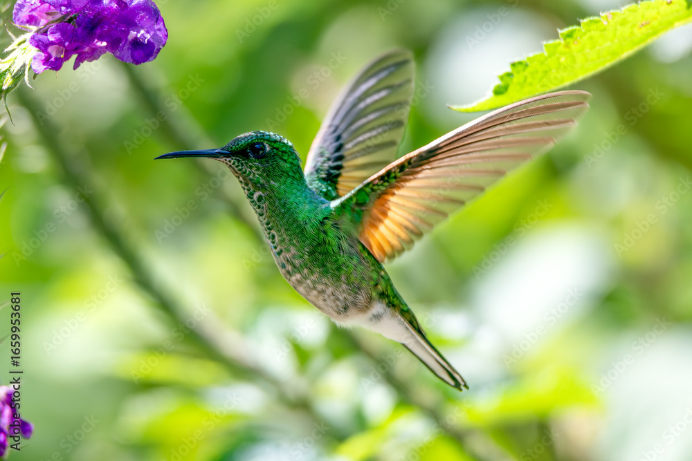 Obraz premium hummingbird in flight Stripe-tailed HUmmingbird