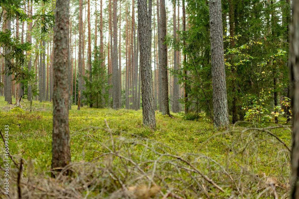 Serene Lithuanian forest with tall pines, moss-covered ground, and lush greenery creating a peaceful, untouched atmosphere. Serene Lithuanian forest with tall pines, moss-covered ground, and lush greenery creating a peaceful, untouched atmosphere.