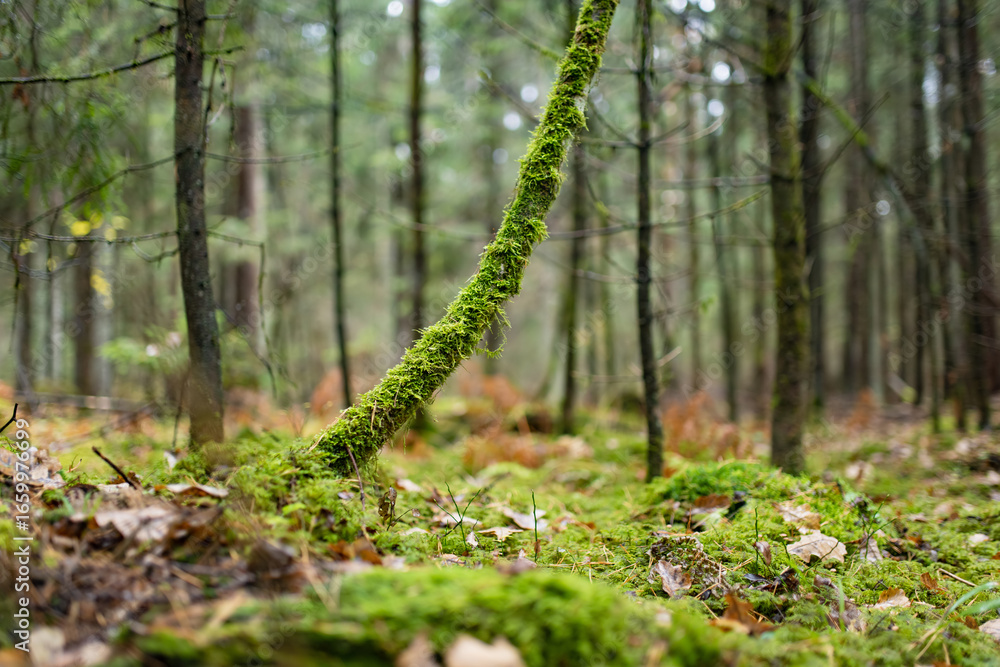 Obraz premium Serene Lithuanian forest with tall pines, moss-covered ground, and lush greenery creating a peaceful, untouched atmosphere.