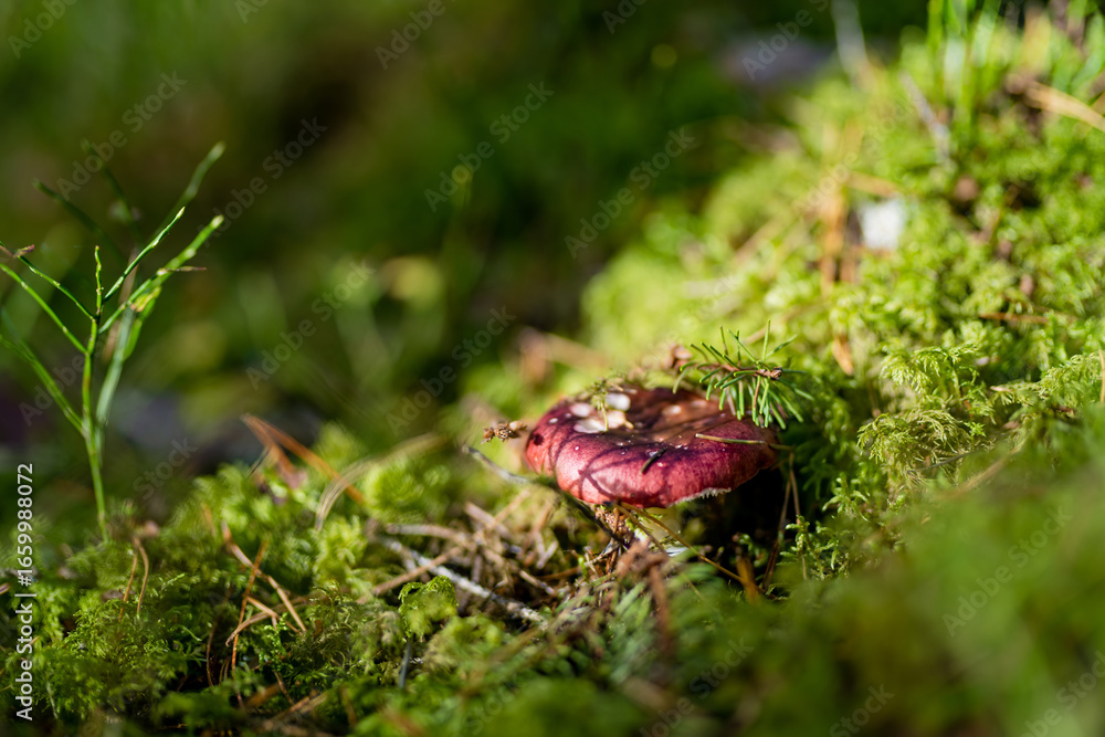 Obraz premium Vivid red mushroom peeks through grass, moss, and pine needles on the forest floor.