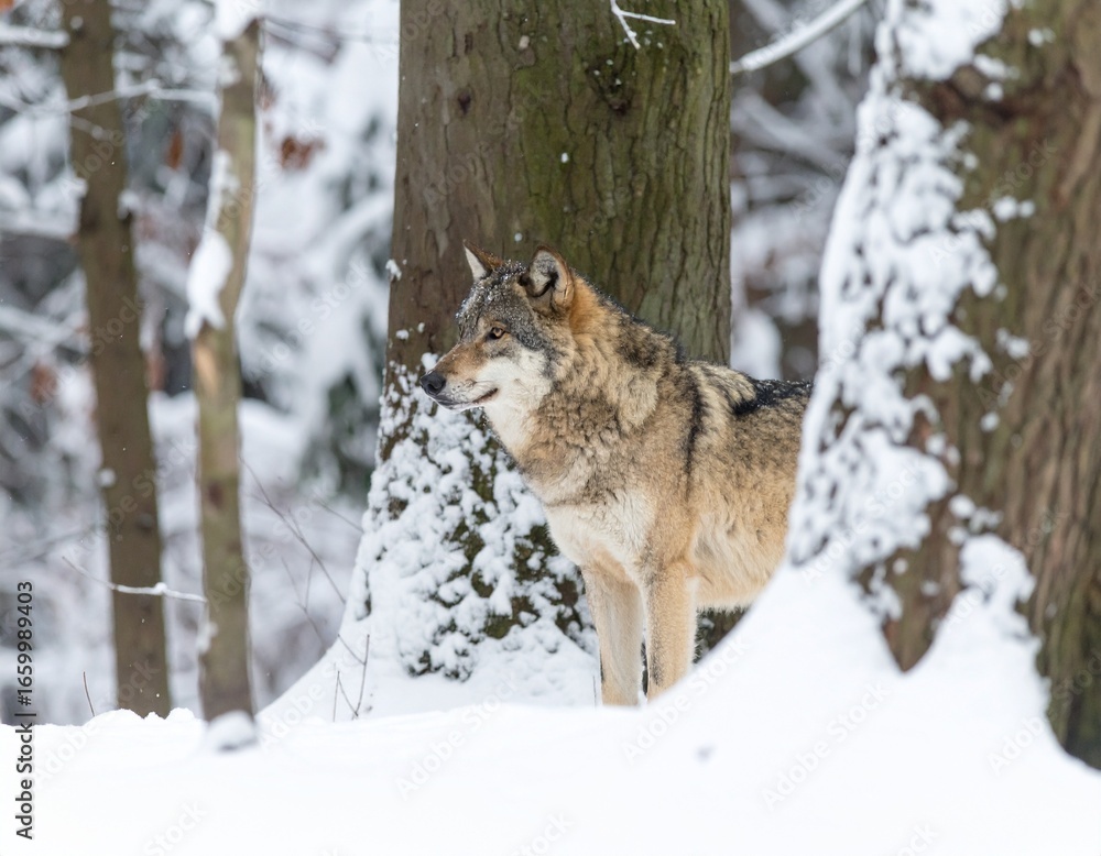 Fototapeta premium Wolf in Snow
