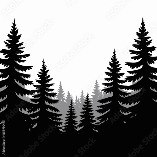 Silhouette of Pine Trees in Black and White Background