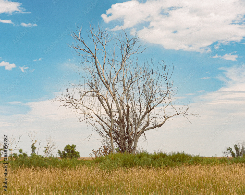 Obraz premium tree in the field