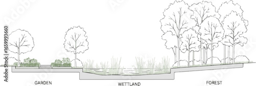 Create a Architectural Drawings, Minimal style cad tree line drawing, Side view, set of section wetland forest outline for landscape design drawing in separate element vector art color with white back
