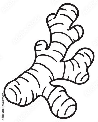 Simple line drawing of a fresh ginger root