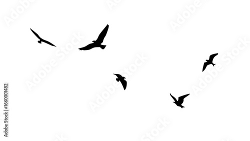 Flock of birds in flight flying nature