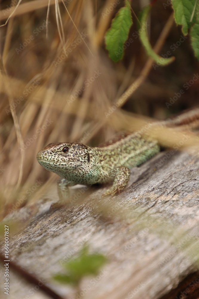 Fototapeta premium A lizard in the wild warms itself on wood