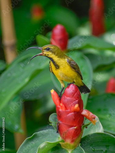 A juvenile sunbird on a ginger flower. Photographed in the western part of Singapore.
