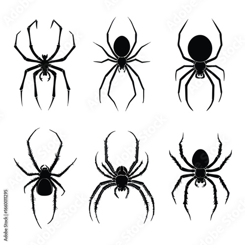 Halloween Spider isolated in White background, silhouette Set, Halloween theme, Vector illustration
