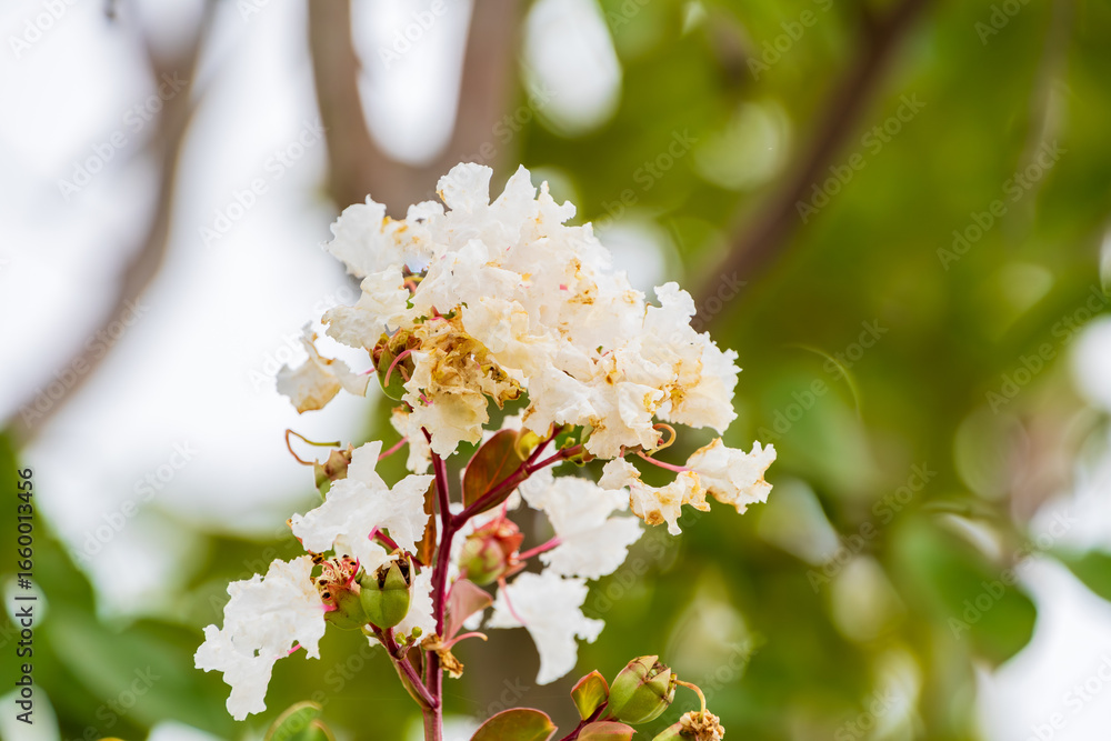 Obraz premium 白いサルスベリの花