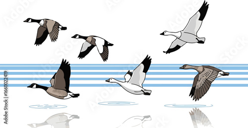 
Create a kinds of geese flying on the lake vector art with white background.