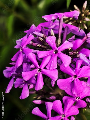 phlox paniculata in the garden