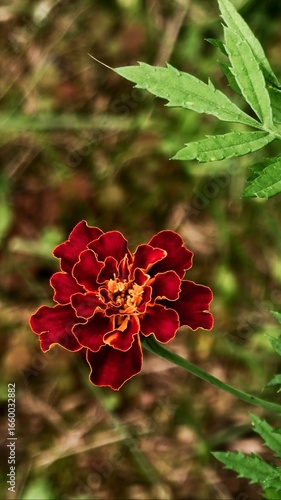 marigold flower