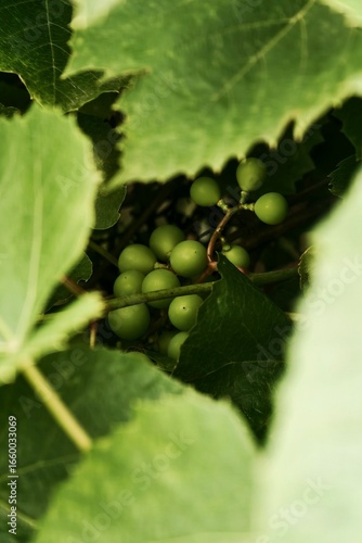 green grape on a branch