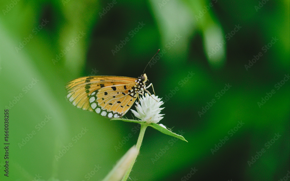 Obraz premium butterfly on a flower