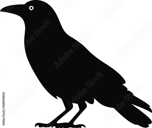Black bird silhouette crow raven