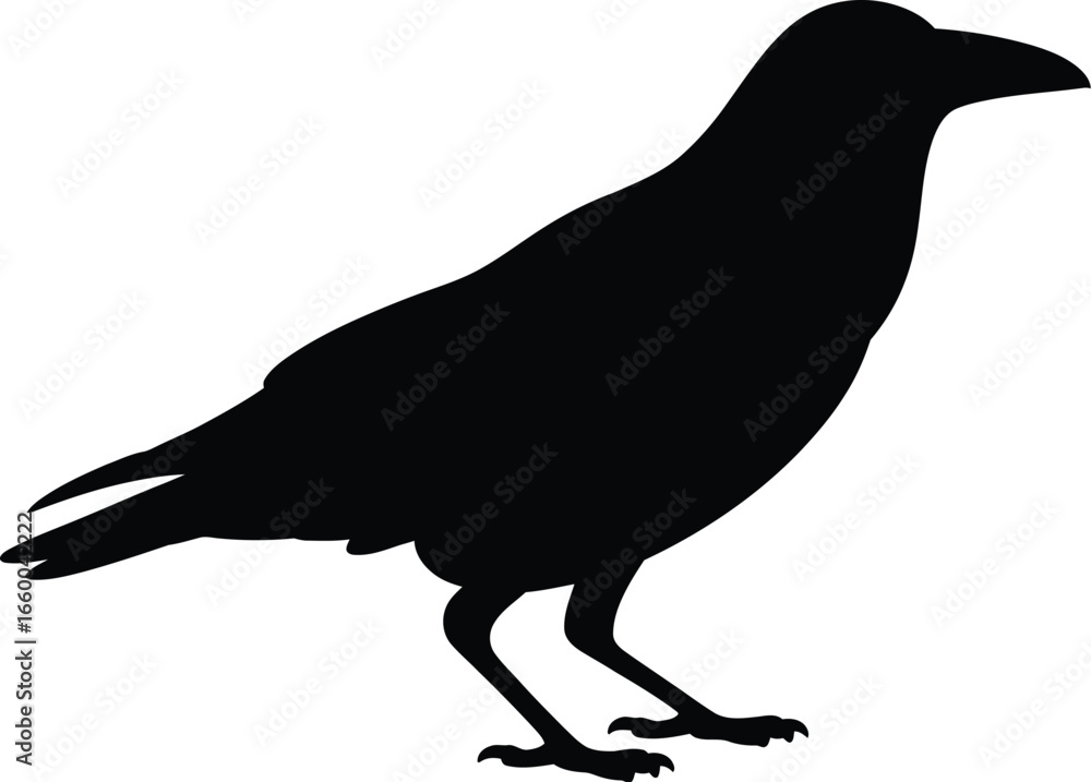 Fototapeta premium Black silhouette of a crow standing bird white background