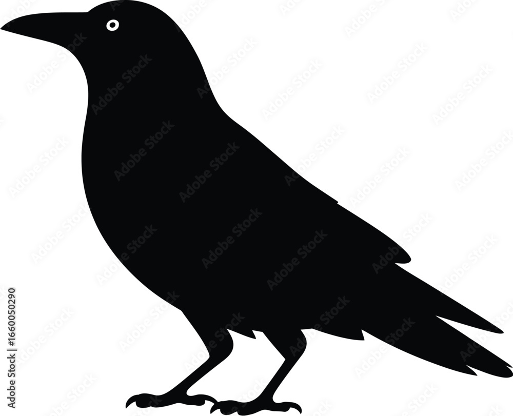 Fototapeta premium Black bird silhouette crow raven