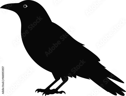 Black bird silhouette standing crow raven
