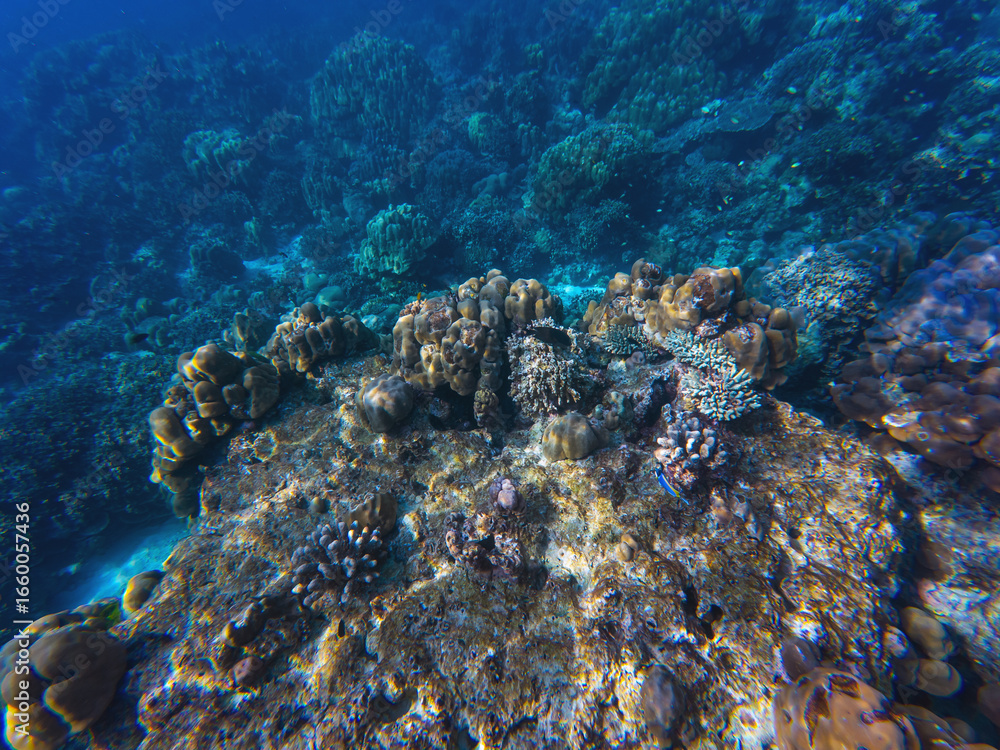 Fototapeta premium Vibrant and colorful sergeant major fish travel in aggregation, in shoal, while feeding, swimming near corals, underwater shot.