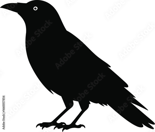 Black bird silhouette avian creature