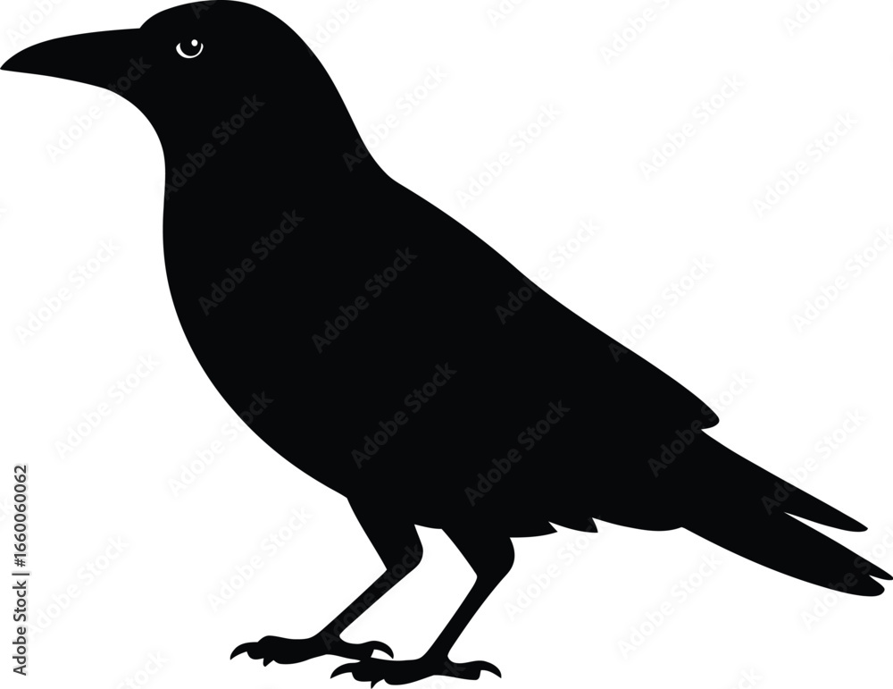 Fototapeta premium Black crow silhouette standing bird