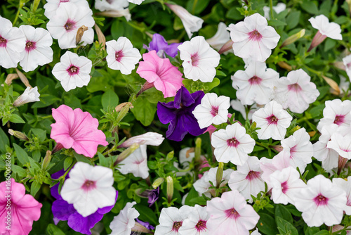 Petunia, namely surfinia. Petunias mixed colors in the garden. Colorful common garden petunias. Petunias floral background