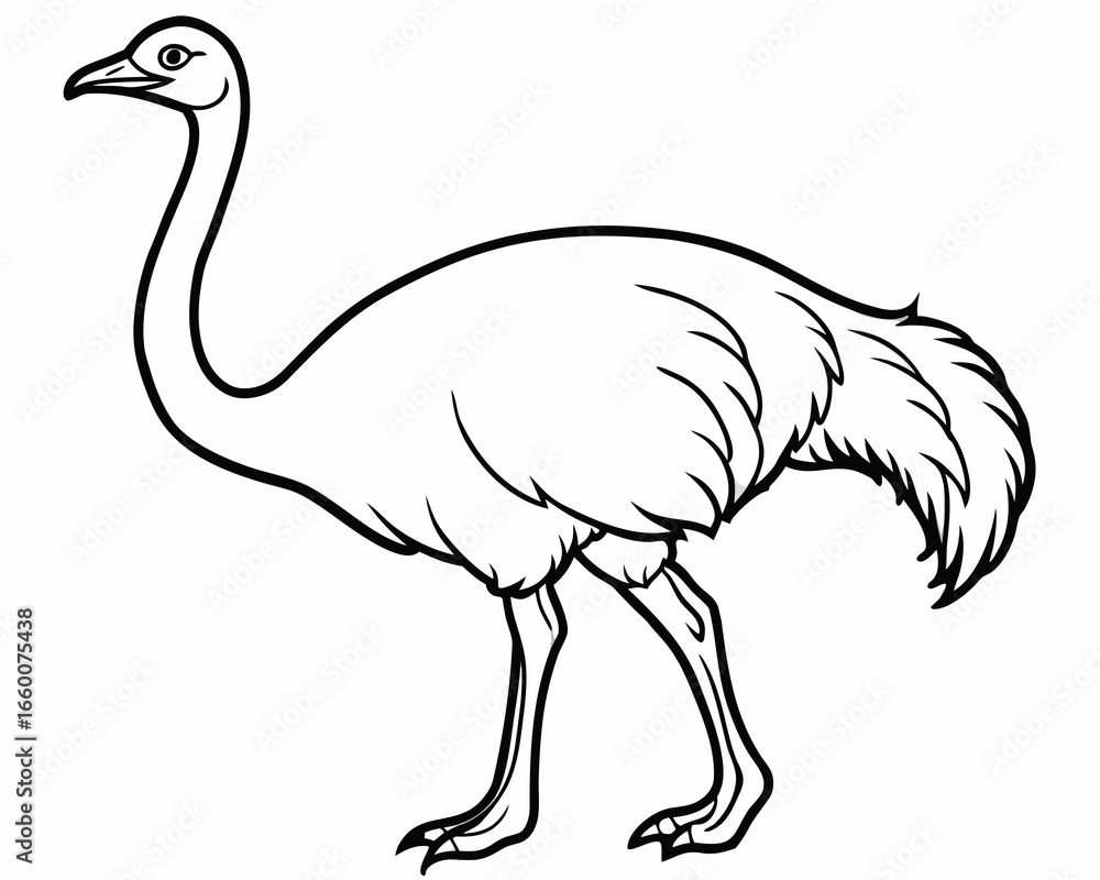 Fototapeta premium Line drawing illustration of a large flightless bird standing profile view isolated on white background