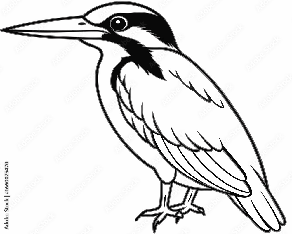 Fototapeta premium Detailed line drawing of a kingfisher bird perched and facing left isolated on white background