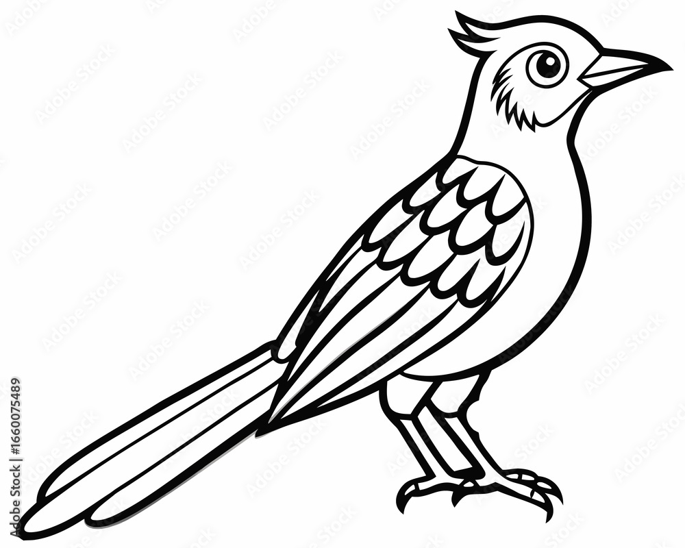 Fototapeta premium Detailed outline illustration of a roadrunner bird standing profile isolated on white background